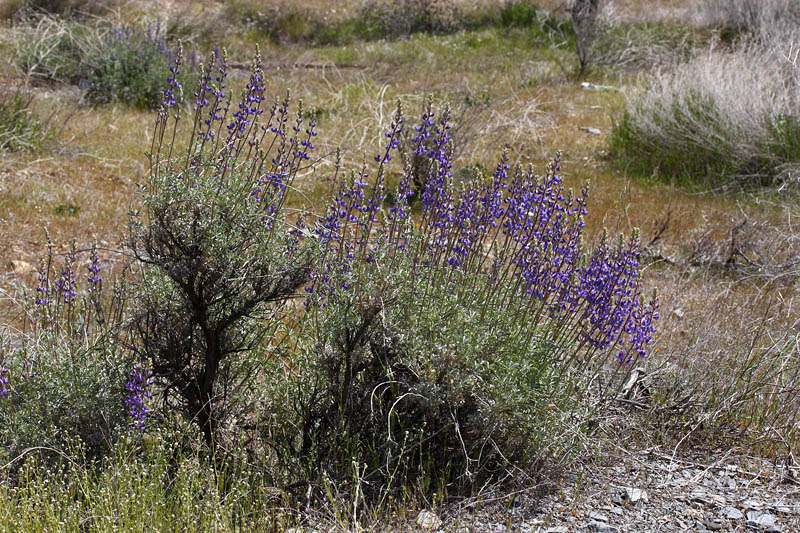 065-lupinus_albifrons6406-650