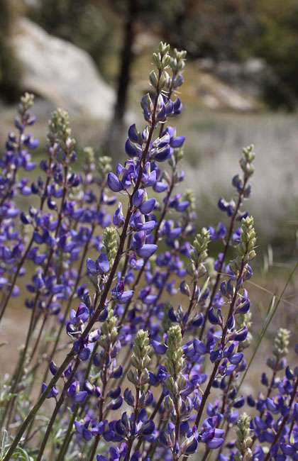 065-lupinus_albifrons6406-650