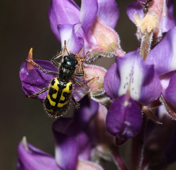 065-lupinus_albifrons6406-650
