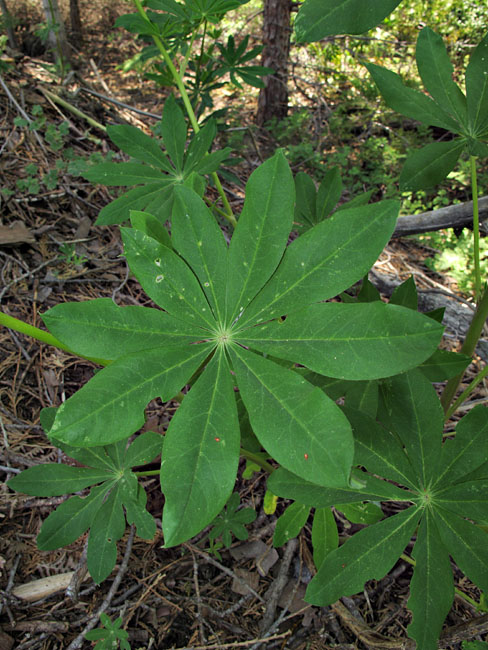 068-lupinus_latifolius2331-650