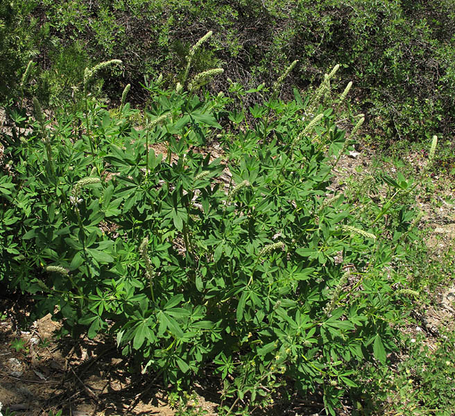 068-lupinus_latifolius2331-650