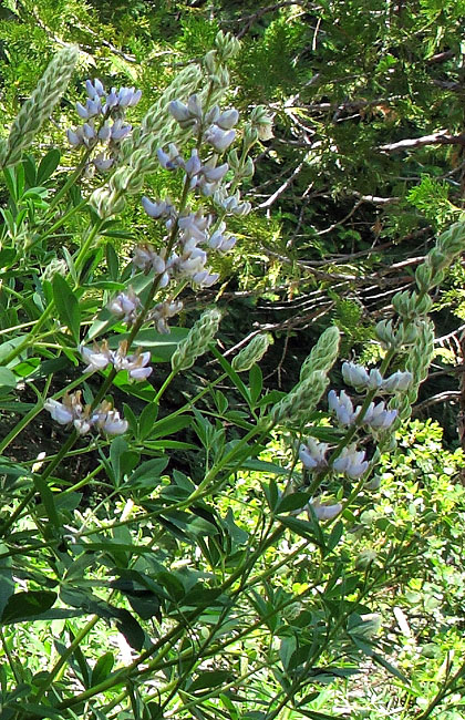 068-lupinus_latifolius2331-650