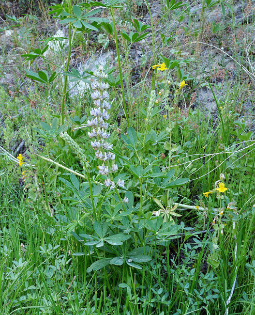 068-lupinus_latifolius2331-650