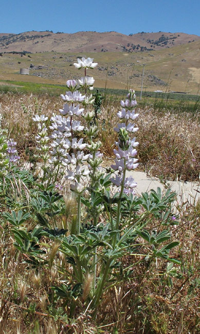 069-lupinus_microcarpus1438-650