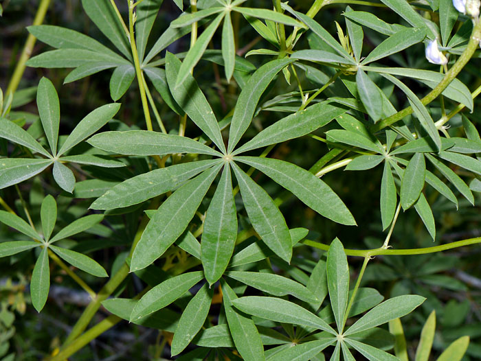 070-lupinus_polyphyllus30182-800