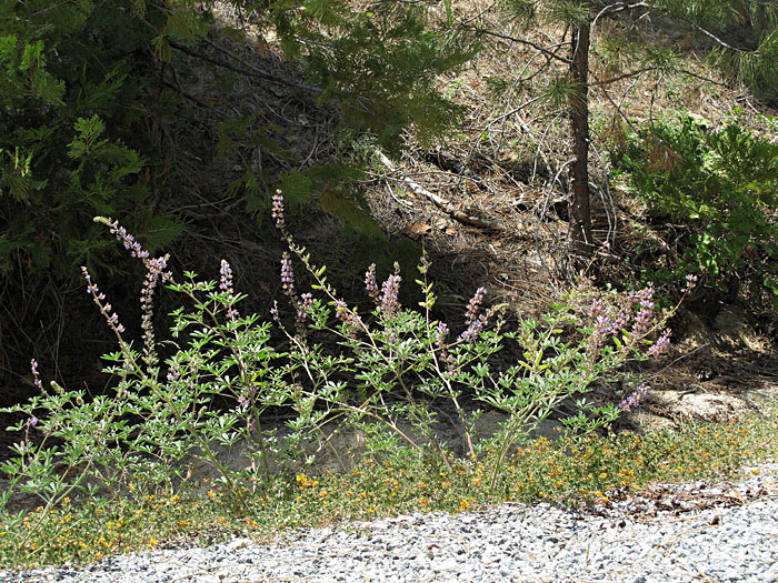 070-lupinus_polyphyllus30182-800