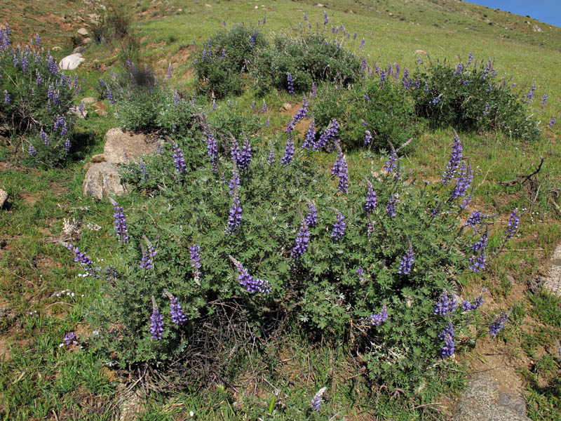 071-lupinus_polyphyllus3272-650