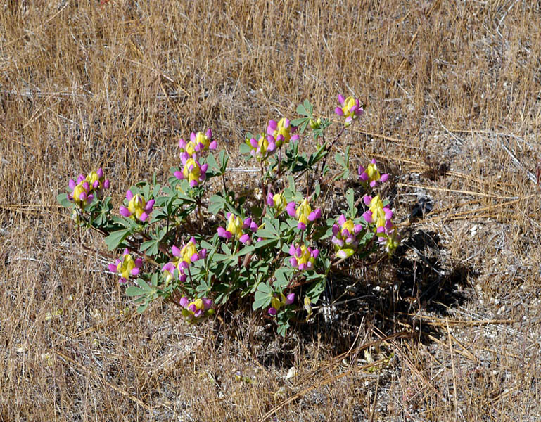 072-lupinus_stiversii230778-650