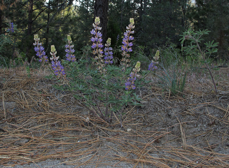 072-lupinus_stiversii230778-650