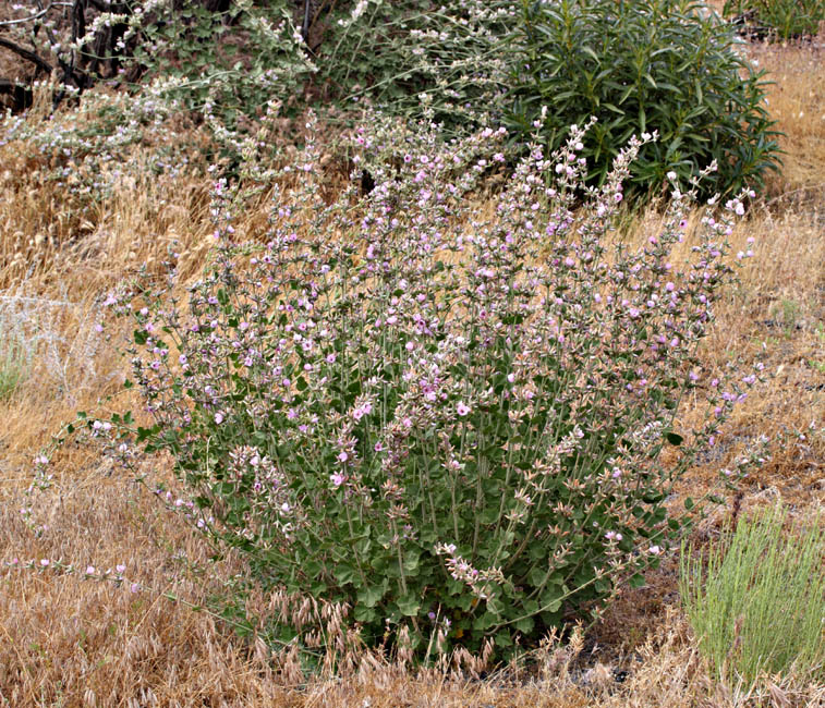 074-malacothamnus_fasiculatus4615-800