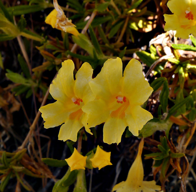 075-mimulus_aurantiacus223-650