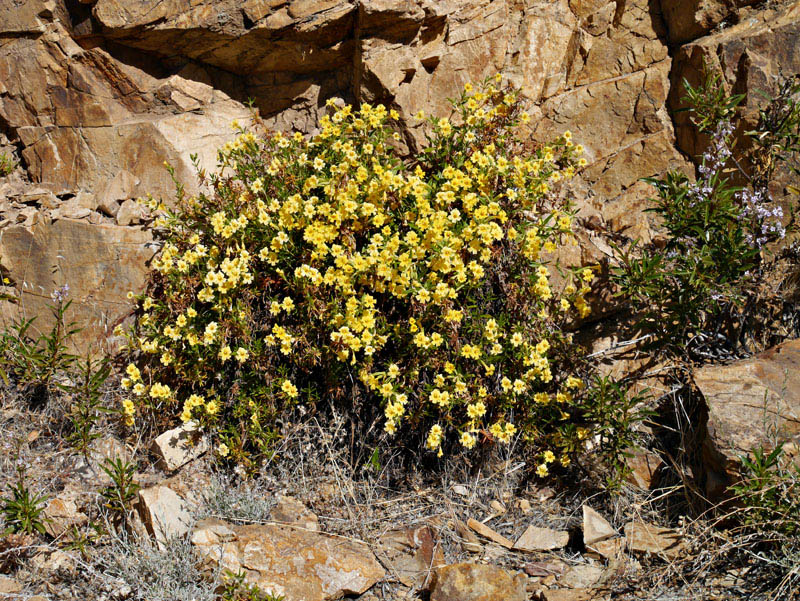 075-mimulus_aurantiacus223-650