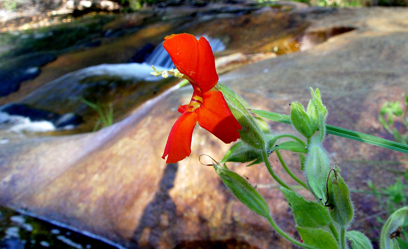 076-mimulus_cardinales6110-650