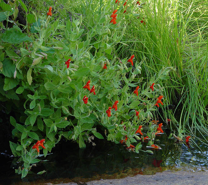 076-mimulus_cardinales6110-650