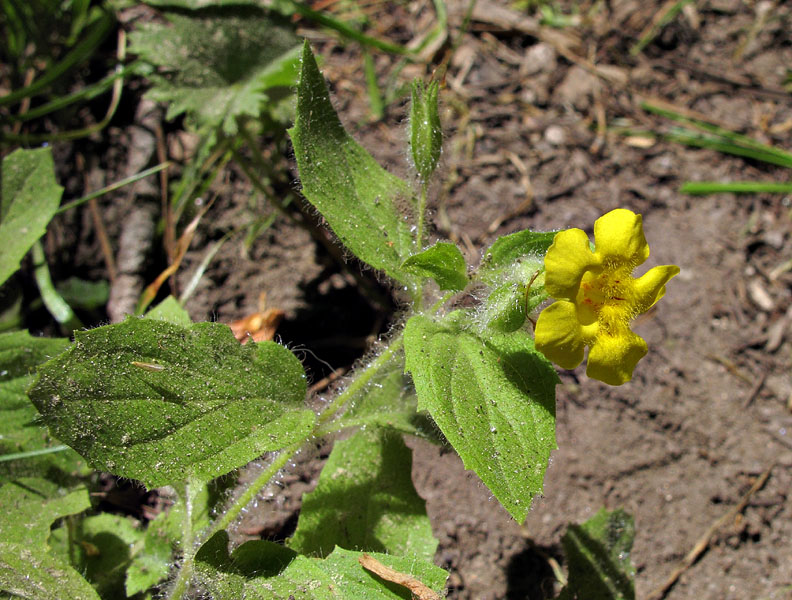 079-mimulus_moschatus2692-650