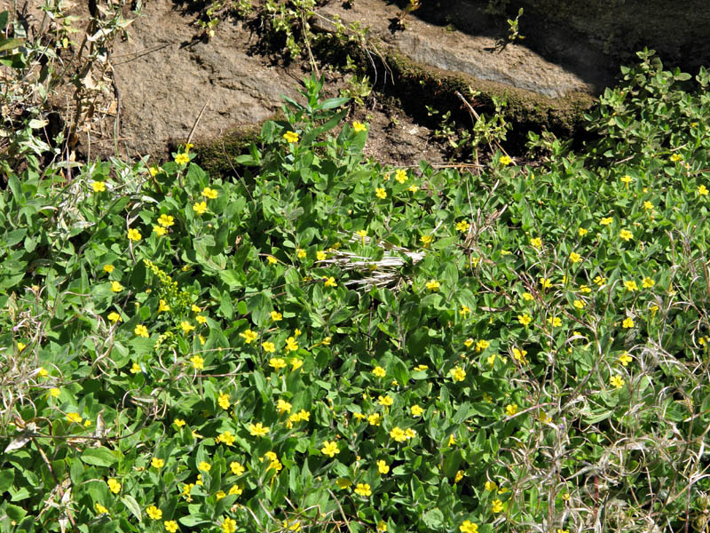 079-mimulus_moschatus2692-650