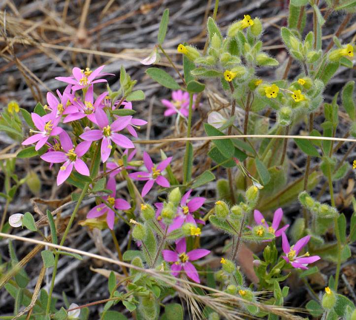 080-mimulus_pilosus6917-650