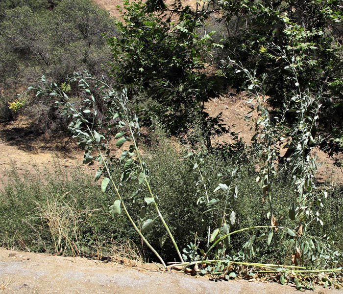 082-nicotiana_glauca4522-700