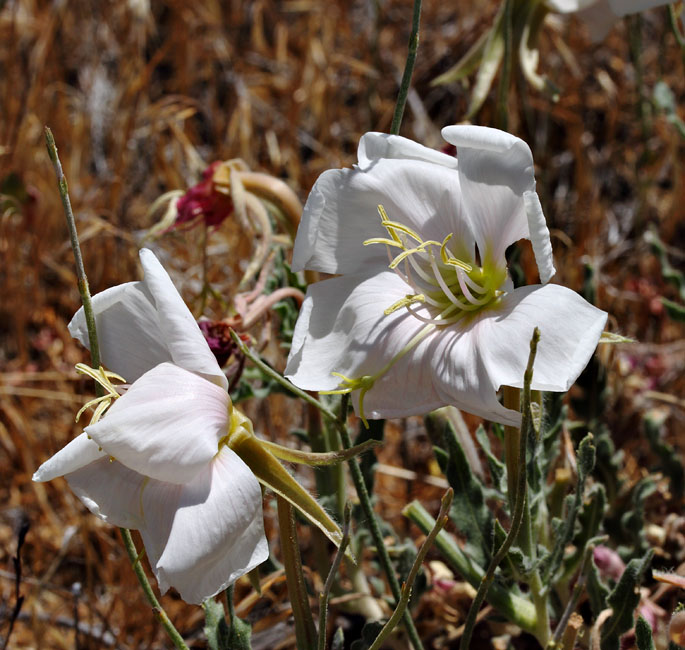 083-oenothera_californica5405-650