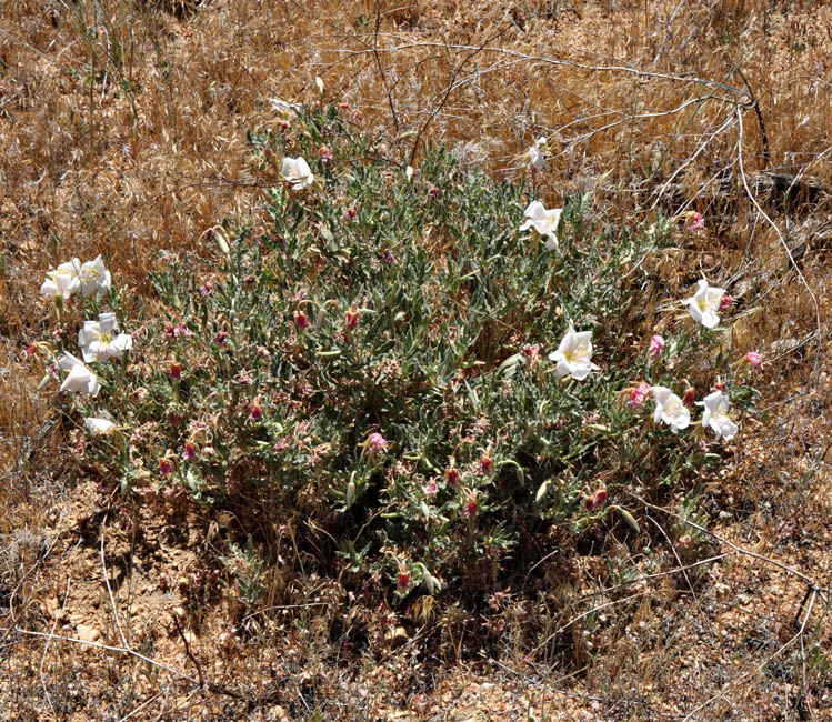 083-oenothera_californica5405-650