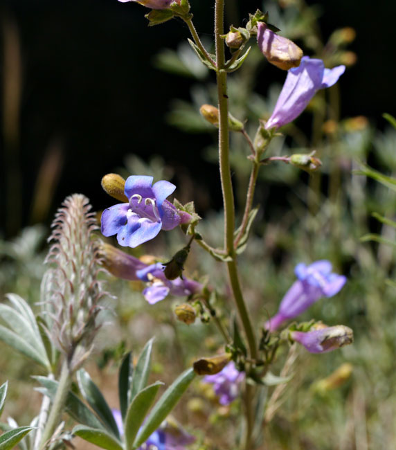 085-penstemon_laetus260094-650