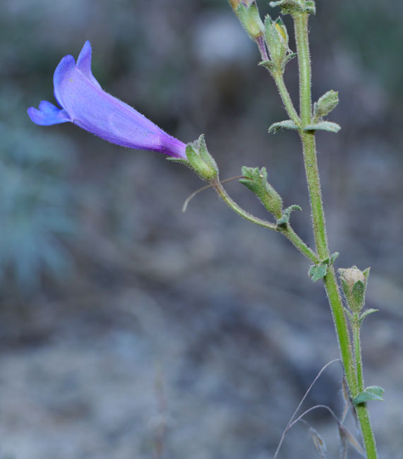 085-penstemon_laetus260094-650