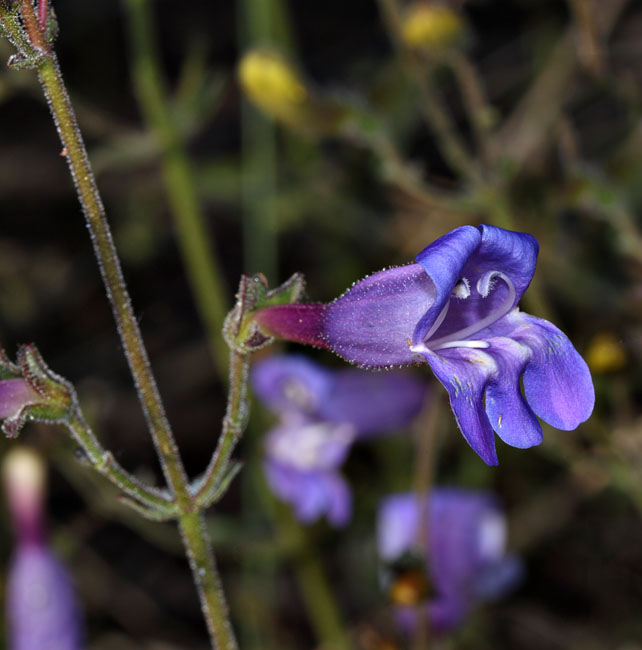 085-penstemon_laetus260094-650