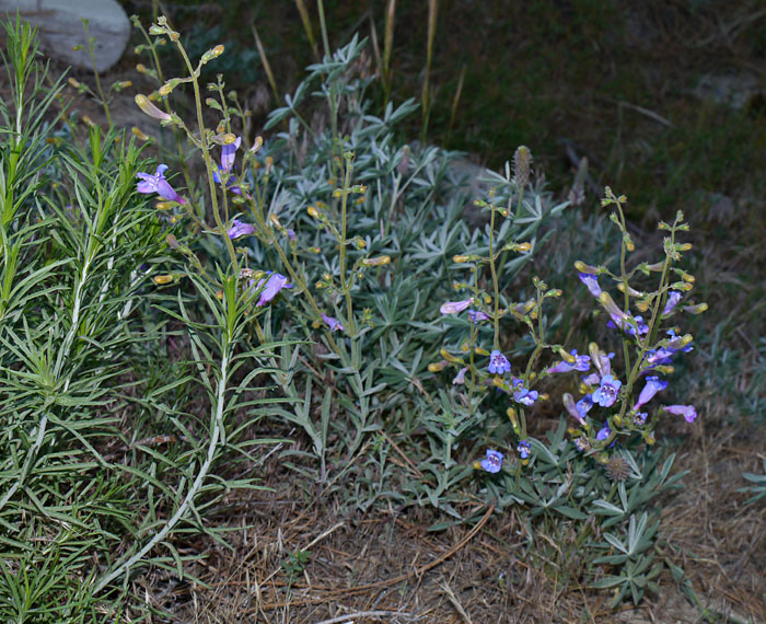 085-penstemon_laetus260094-650