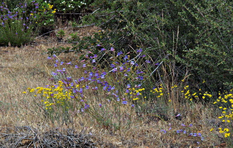 085-penstemon_laetus260094-650