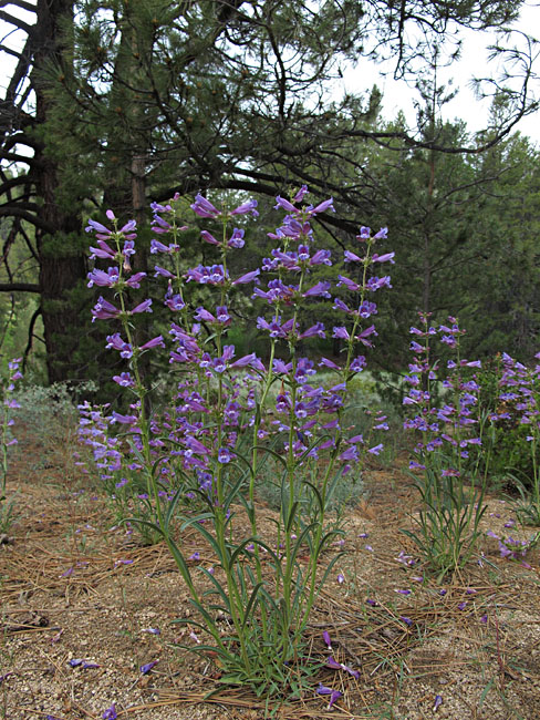 086-penstemon_speciosus460-700