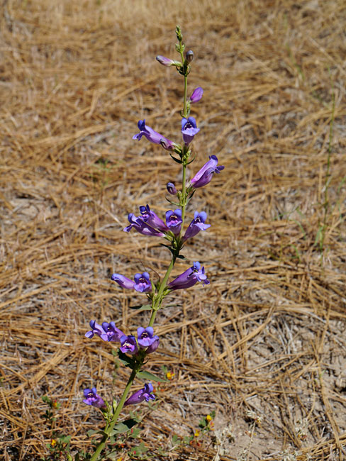 086-penstemon_speciosus460-700