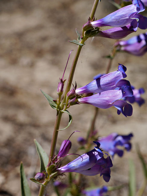 086-penstemon_speciosus460-700