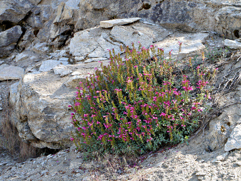 087-penstemon_newberryi1603