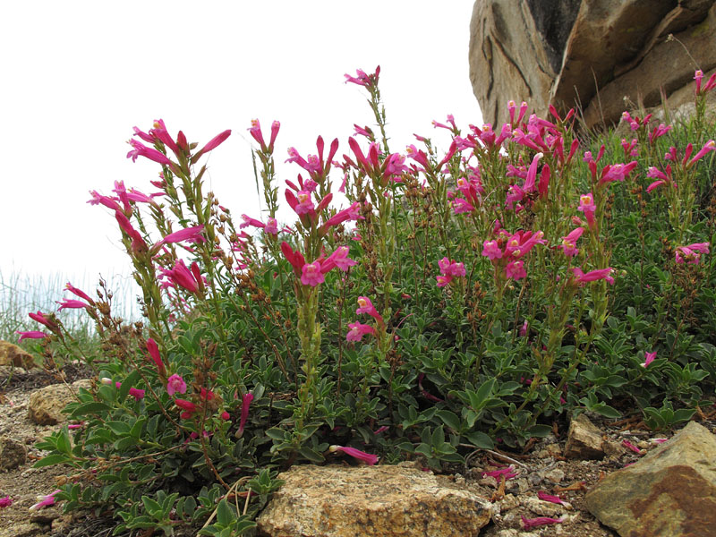 087-penstemon_newberryi1603