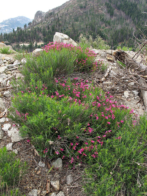 087-penstemon_newberryi1603