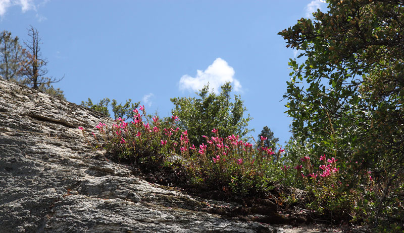 087-penstemon_newberryi1603