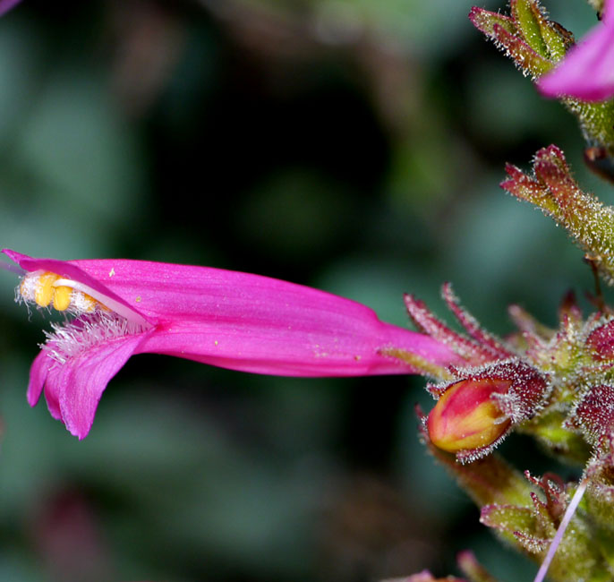 087-penstemon_newberryi1603