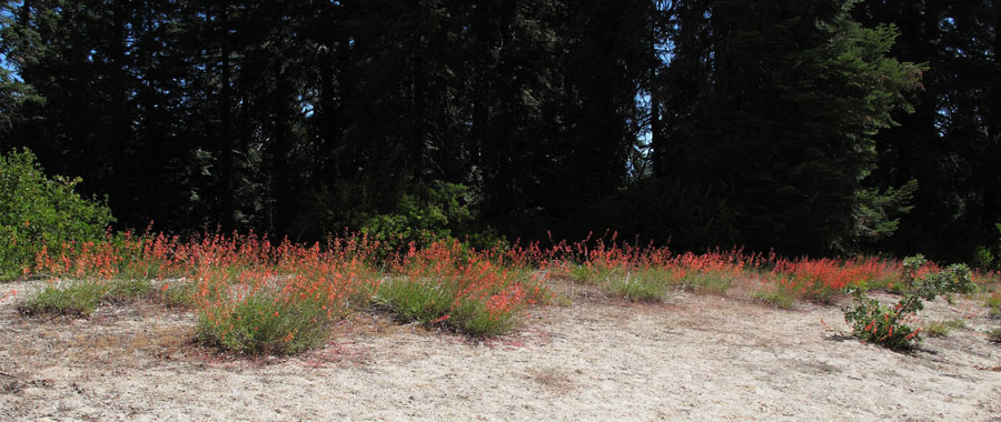088-penstemon_rostriflorus6182-650