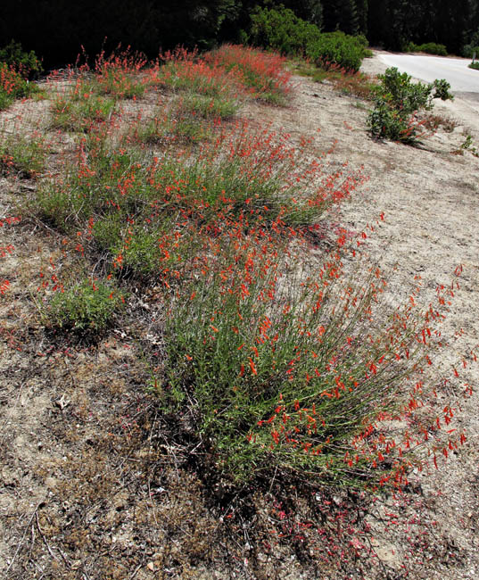 088-penstemon_rostriflorus6182-650