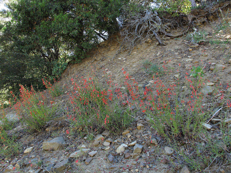088-penstemon_rostriflorus6182-650