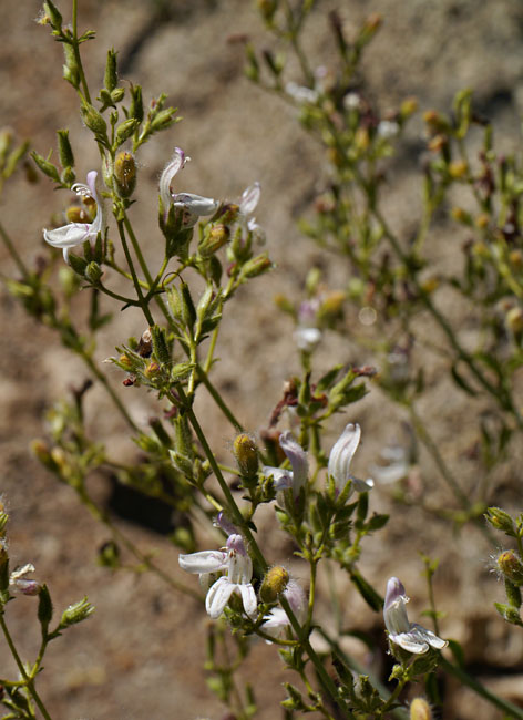 089-keckiella_breviflora1757mtn50-650