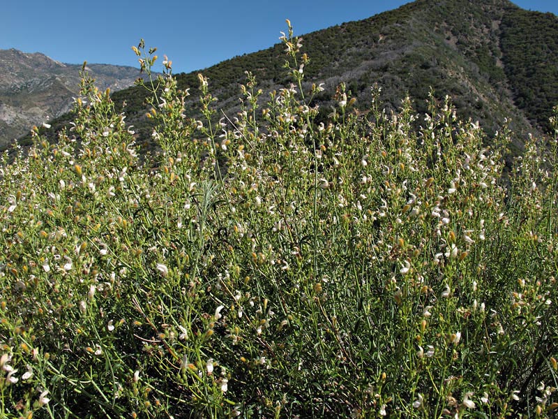 089-keckiella_breviflora1757mtn50-650