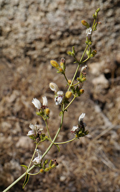 089-keckiella_breviflora1757mtn50-650