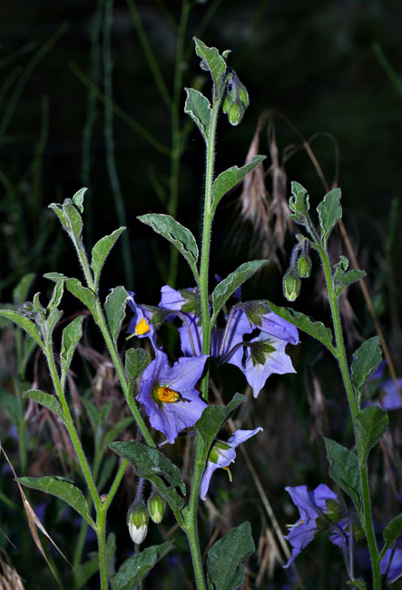 090-solanum_xantii125-650