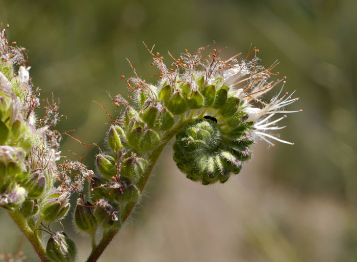 091-phacelia_cicutaria828-700