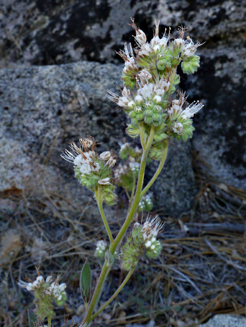 091-phacelia_cicutaria828-700