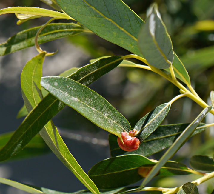 092-salix_lemmonii260160-650