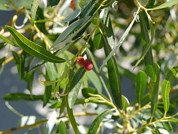 092-salix_lemmonii260160-650