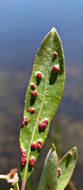 092-salix_lemmonii260160-650
