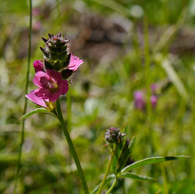 093-sidalcea_ranunculacea270100-650